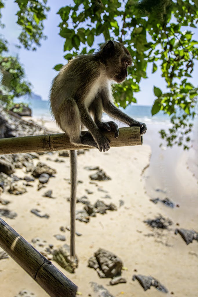 A macaque monkey sitting on bamboo overlooking a sunny beach, captured in vibrant detail.